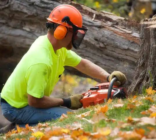 tree services Lake Michigan Beach